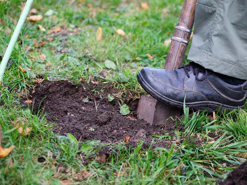 Tree planting Mirabel